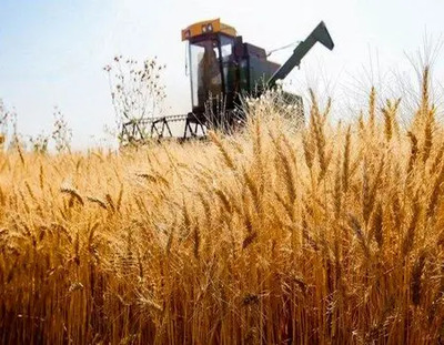 جزئیات جدید از نحوه تعیین قیمت خرید تضمینی گندم