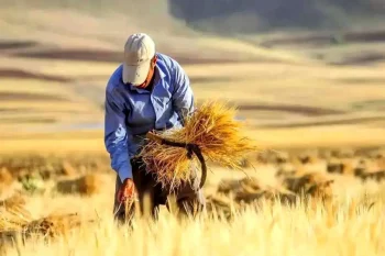 جزئیات جدید درباره پرداخت مطالبات گندمکاران