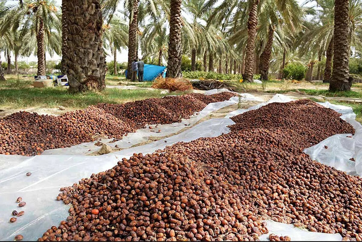 خرما هزار برابر گران شد