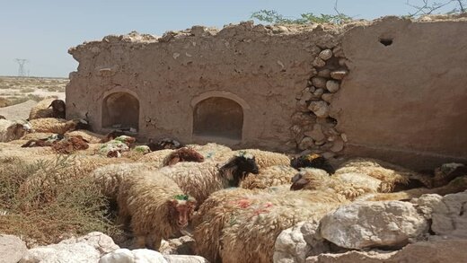 قیمت جدید دام زنده در بازار امروز ۲۲ بهمن اعلام شد