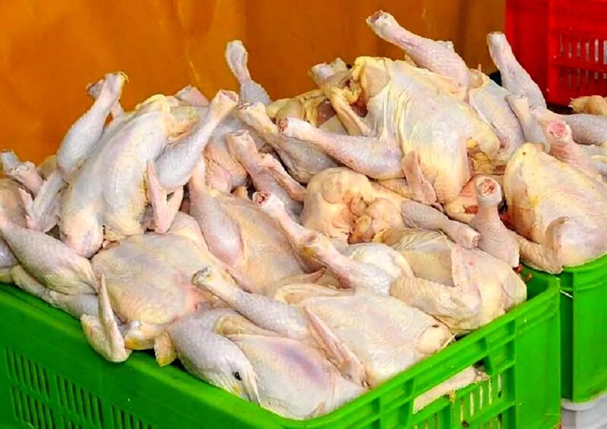 قیمت مرغ تا ۳ روز آینده کاهش می‌یابد