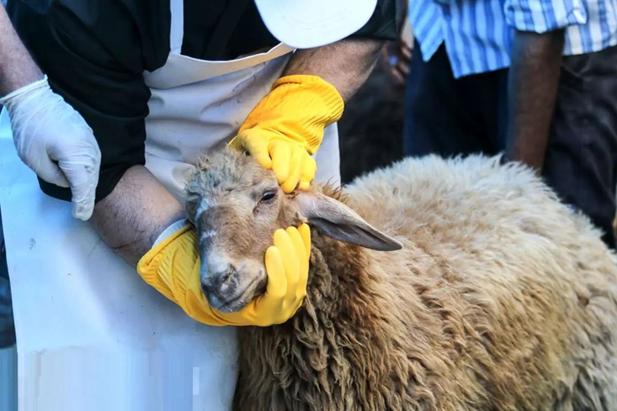 نرخ گوسفند قربانی مشخص شد