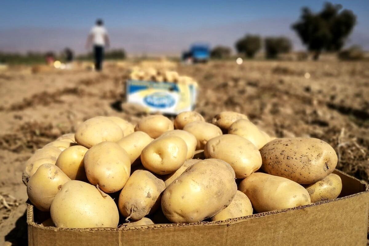وعده وزیر کشاورزی درباره ارزان شدن سیب‌زمینی