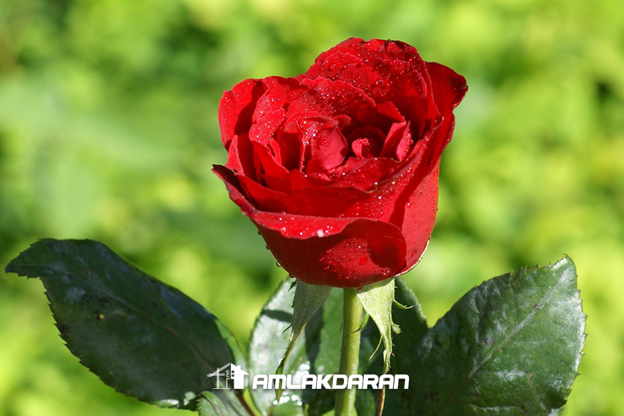 گل رز ایرانی